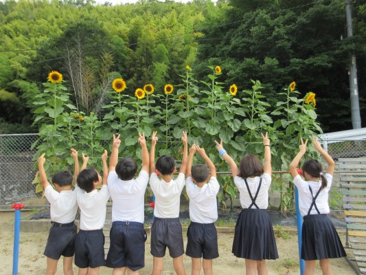 4年生 ひまわり①